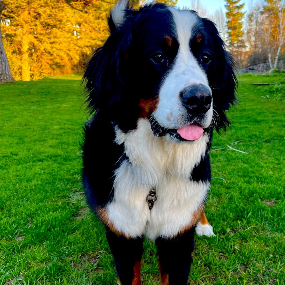 Meet your Posher, Penny